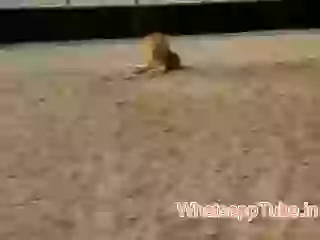 Dubai Sekh Fun With Lion