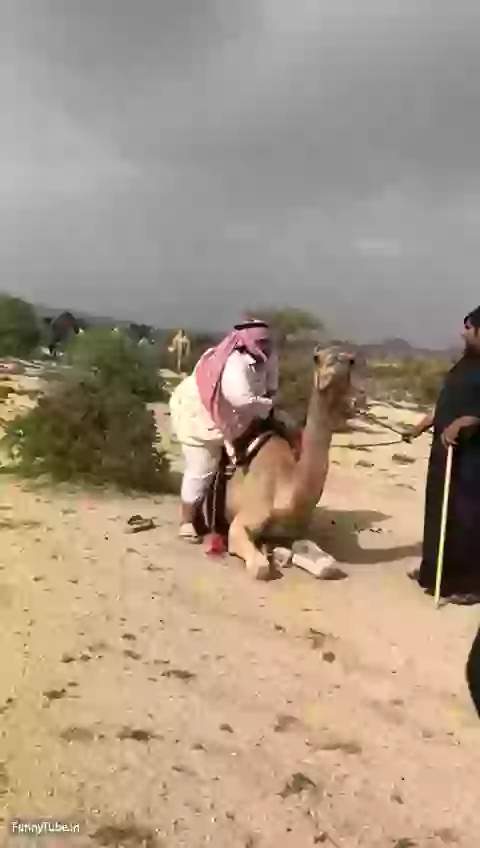 Elephant On Camel Funny Fail Whatsapp Video