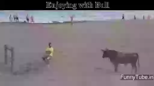 Enjoying with bull funny gif