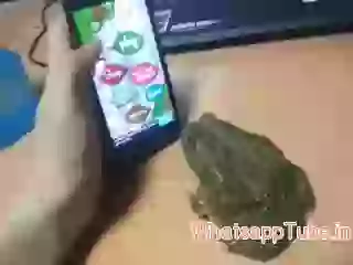 Frog playing game amazing