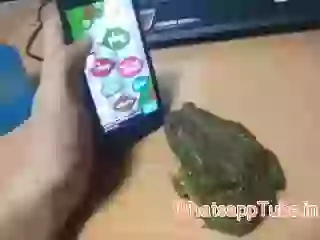 Frog playing game so funny