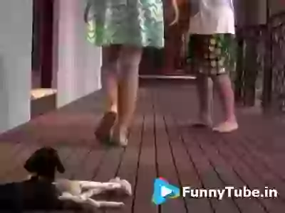 Funny Angry Puppy lol