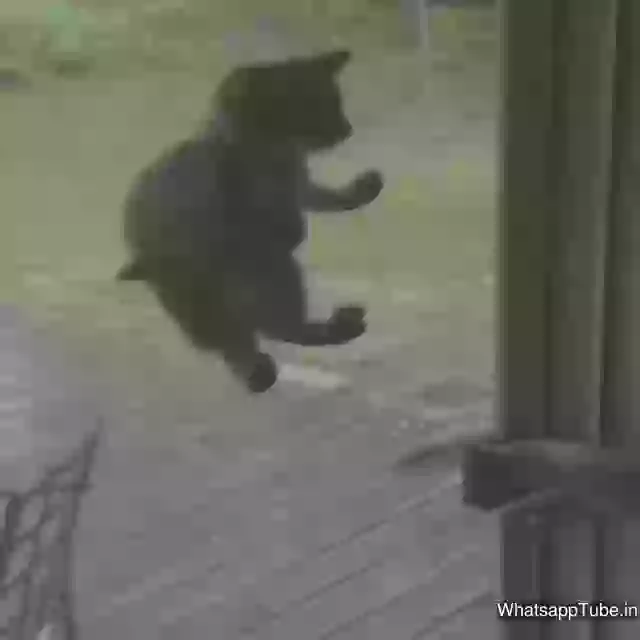 Funny Billi Jaise Chipkali