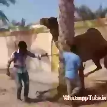 Funny Camel