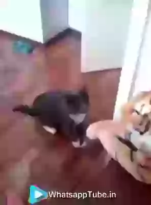 Funny Cat  Angry On Toy