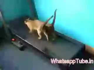 Funny Cat Exercise