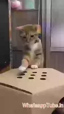 Funny Cat Game