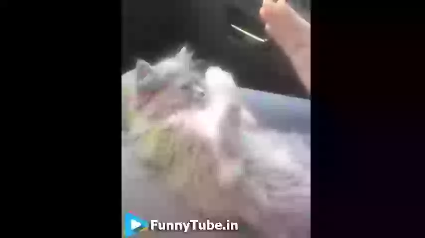 Funny Cat Handshake