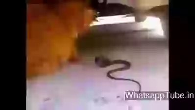 Funny Cat Kidding With Snake