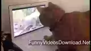 Funny Cat Looking For Mouse Out Side