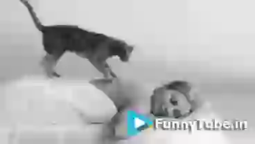 Funny Cat Massage GIF