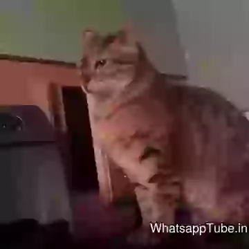 Funny Cat Slapped Cat
