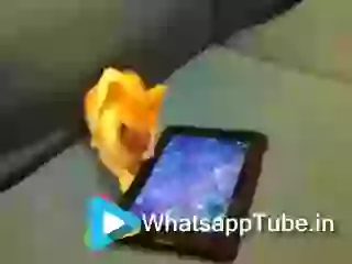 Funny Cat With Tablet 3D Screen