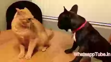 Funny Cats and dogs video