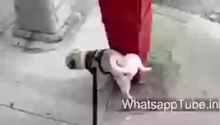 Funny Dog Do It Like Boss