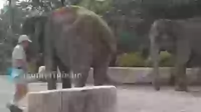 Funny Elephant Ride Fail Whatsapp Video Download