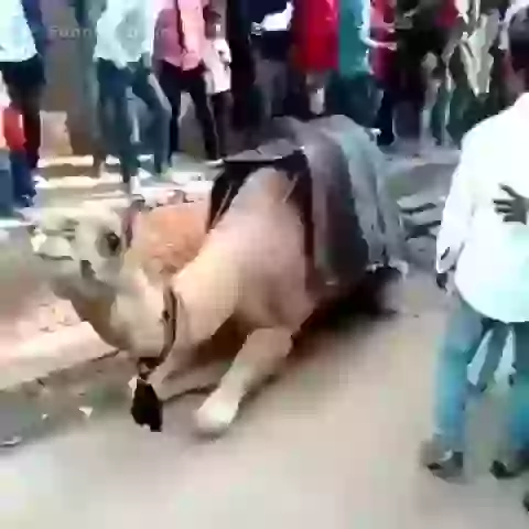 Funny Fail Political Video 2018 Must Watch