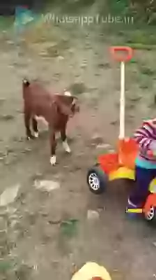 Funny Goat Pushing Kids Car