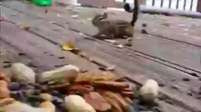 Funny How They Carry