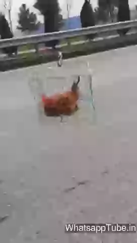 Funny Lalach Aye Laplap