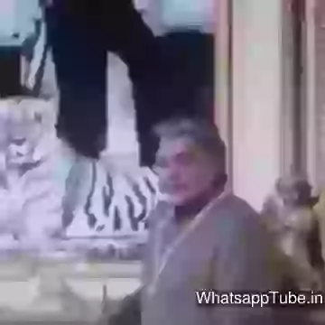 Funny Lion Dialog Hindi Video