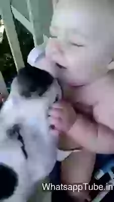 Funny Moments Baby And Dog