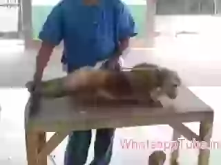 Funny Monkey Push ups