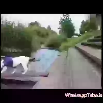 Funny Monkey and Dog