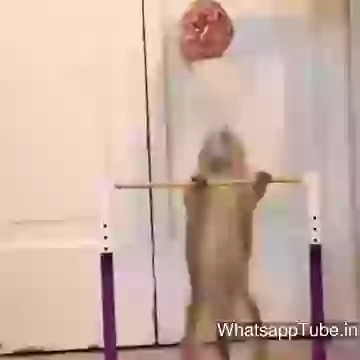 Funny Mouse Training Pushups