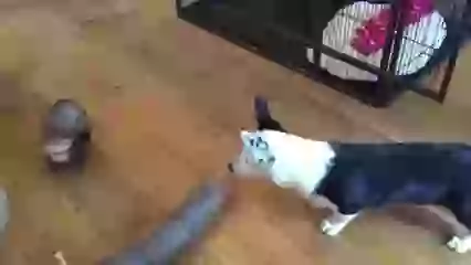 Funny Pets Playing