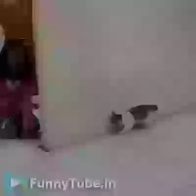 Funny Prank The Cat