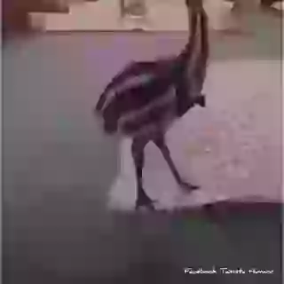 Funny Road Runner At Home