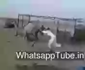 Funny Sekh Cant Control Camel