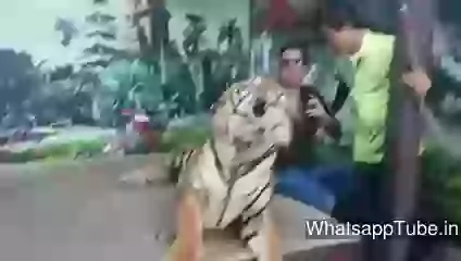 Funny Selfie With Tiger Must Watch