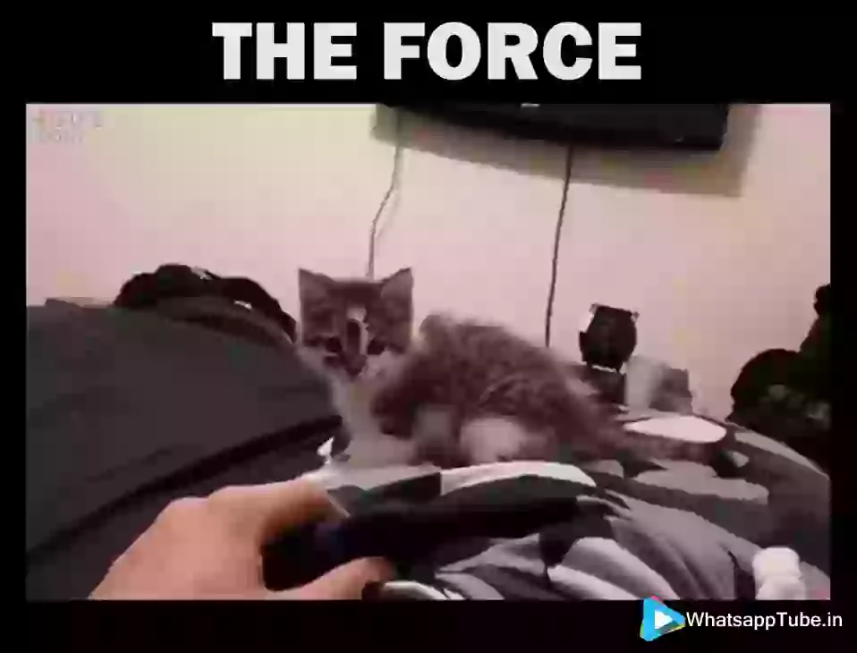 Funny The Force