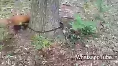 Funny Video Crazy Mad Dog