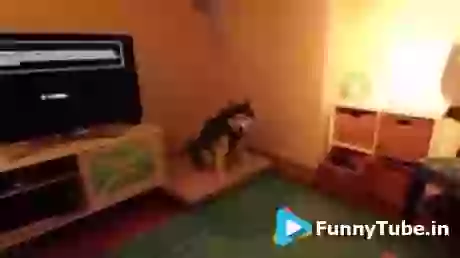 God Bless You Funny Dog GIF