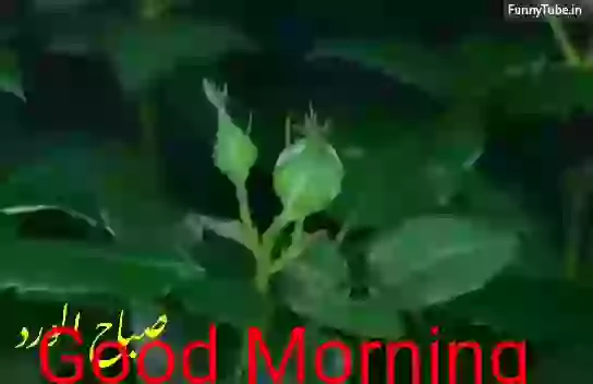 Good Morning Amazing Whatsapp GIF