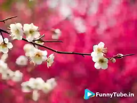 Good Morning Beautiful Krishna Bhajan O Kanha