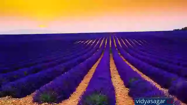 Good Morning Good Video Status