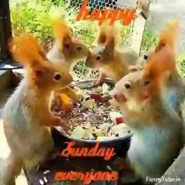 Good Morning Happy Sunday GIF Status For Whatsapp