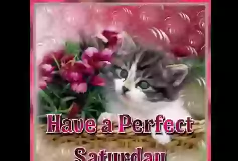 Good Morning Perfect Saturday Morning Status Video