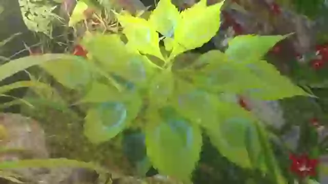 Good Morning Radhe Krishn Good Morning Status Video