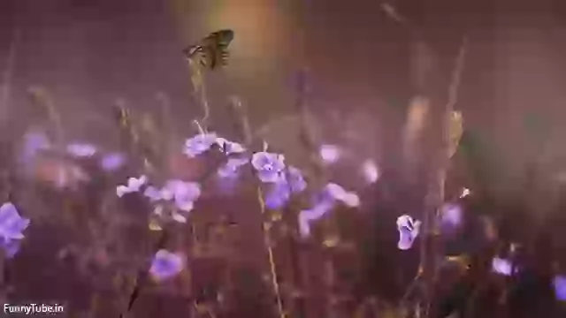 Good Morning Saturday Whatsapp Status