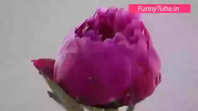 Good Morning Sweet Song Whatsapp Status Video