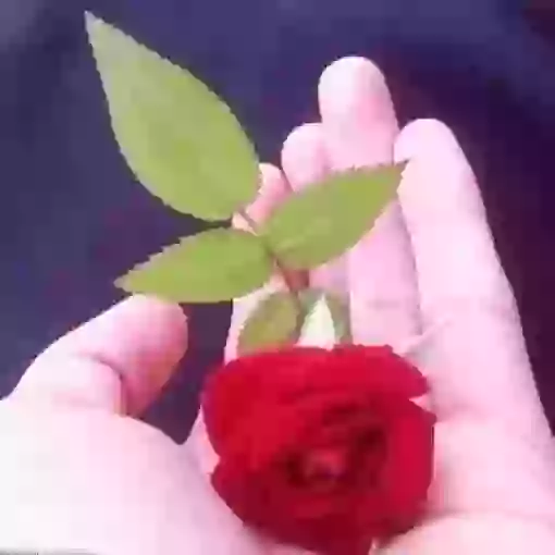 Good Morning To You GIF Status Video