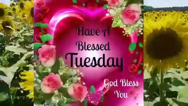 Good Morning Tuesday Quotes Message Status Video