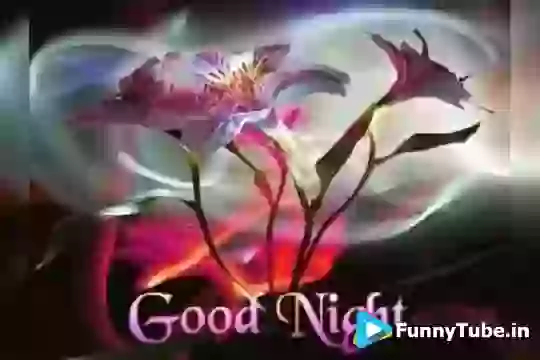 Good Night Sweat Dreams Whatsapp Status Video
