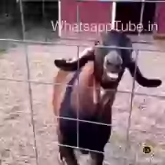 Got Saying Whatsapp lol