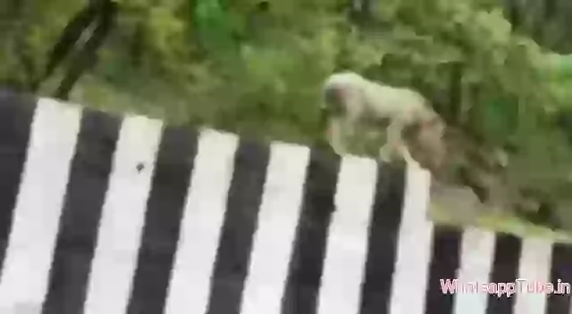 Gujarat Sasan Gir Lion